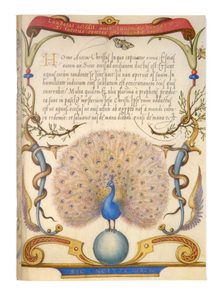 Notebook: Calligraphic Specimen Book - Peacock