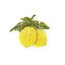 Brooch: Lemon Thumbnails 1