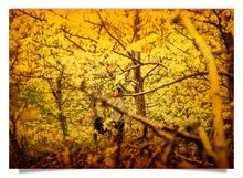 Postcard: Honey photo 6