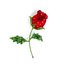 Brosche: Rose Thumbnails 1