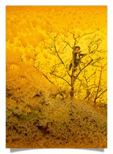 Postcard: Honey photo 1