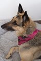 Neckerchief: Brueghel - Animal Studies Greyhound Thumbnails 7